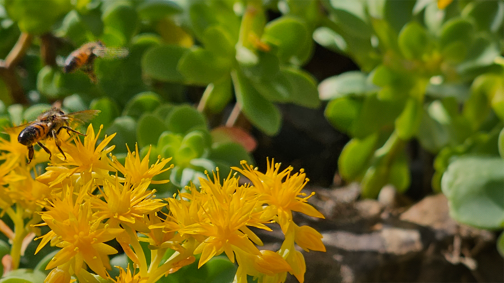 bees on flower grown with biozomeboost