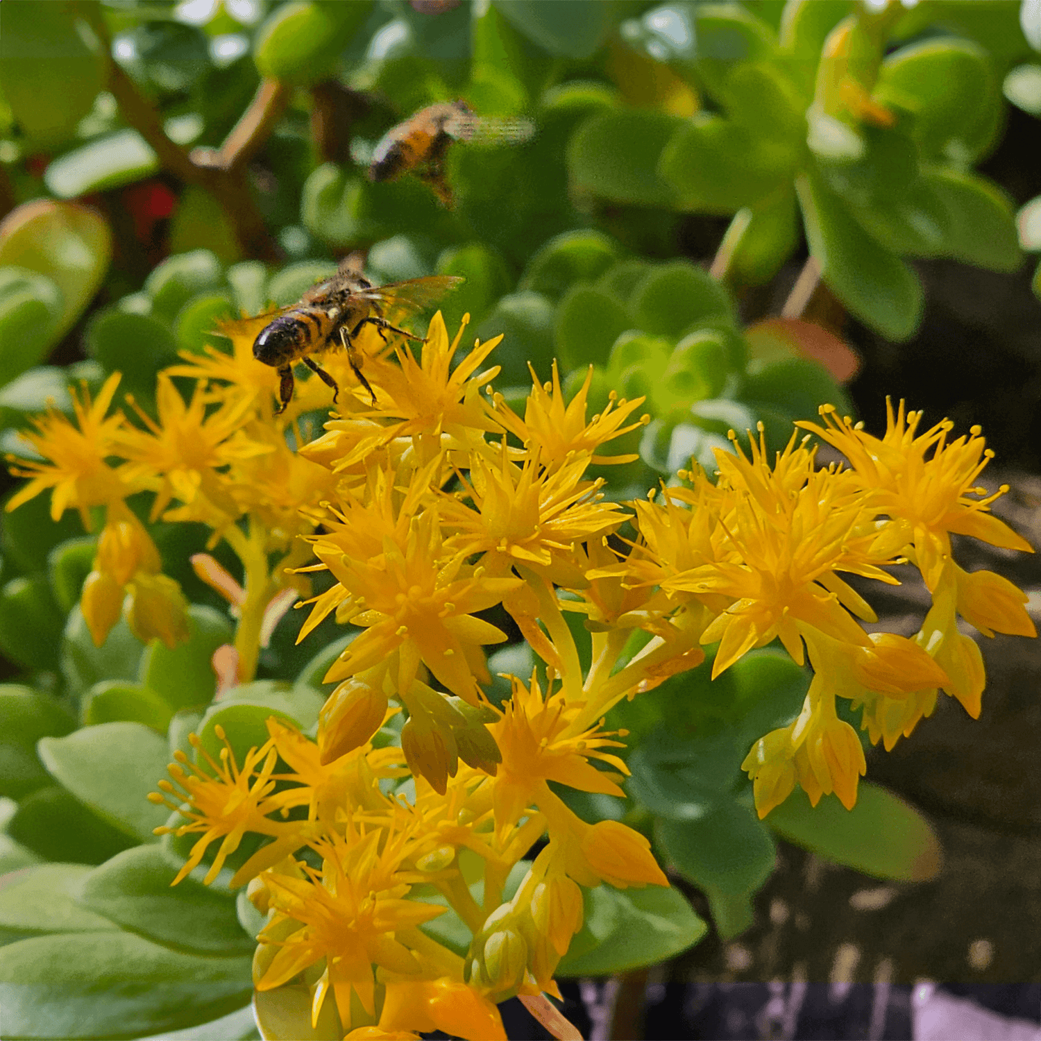 bees in plant grown with biozomeboost