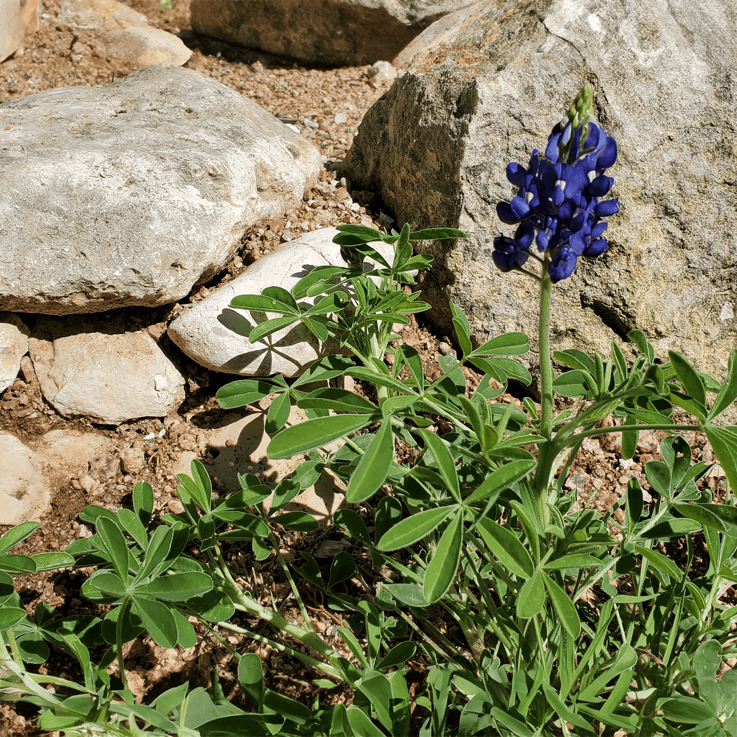 bluebonnet grown in biozome test gardens