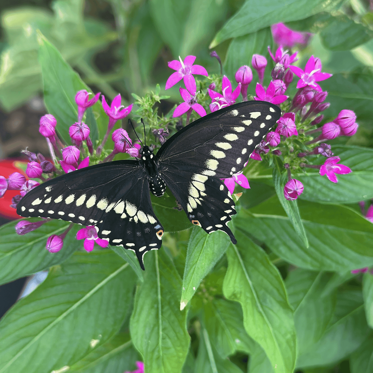 biozomeplus is safe for pollinators