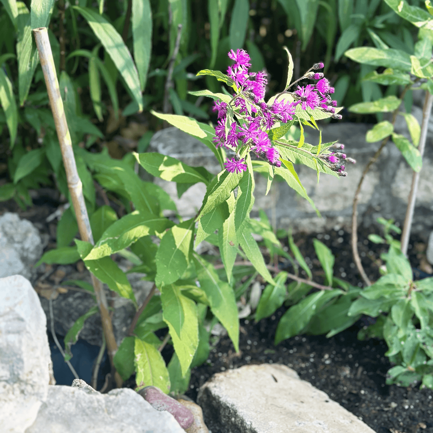 grown in our biozome test gardens