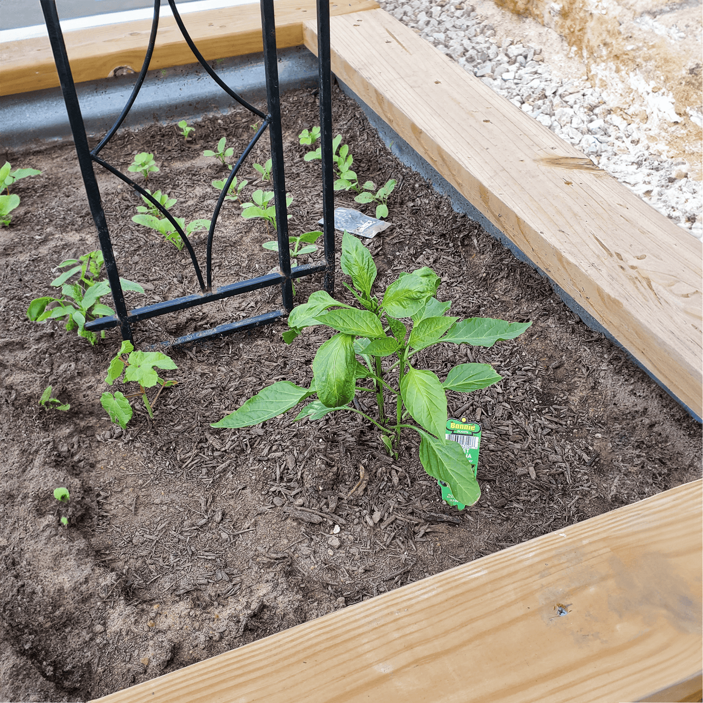 peppers grown with biozomeplus