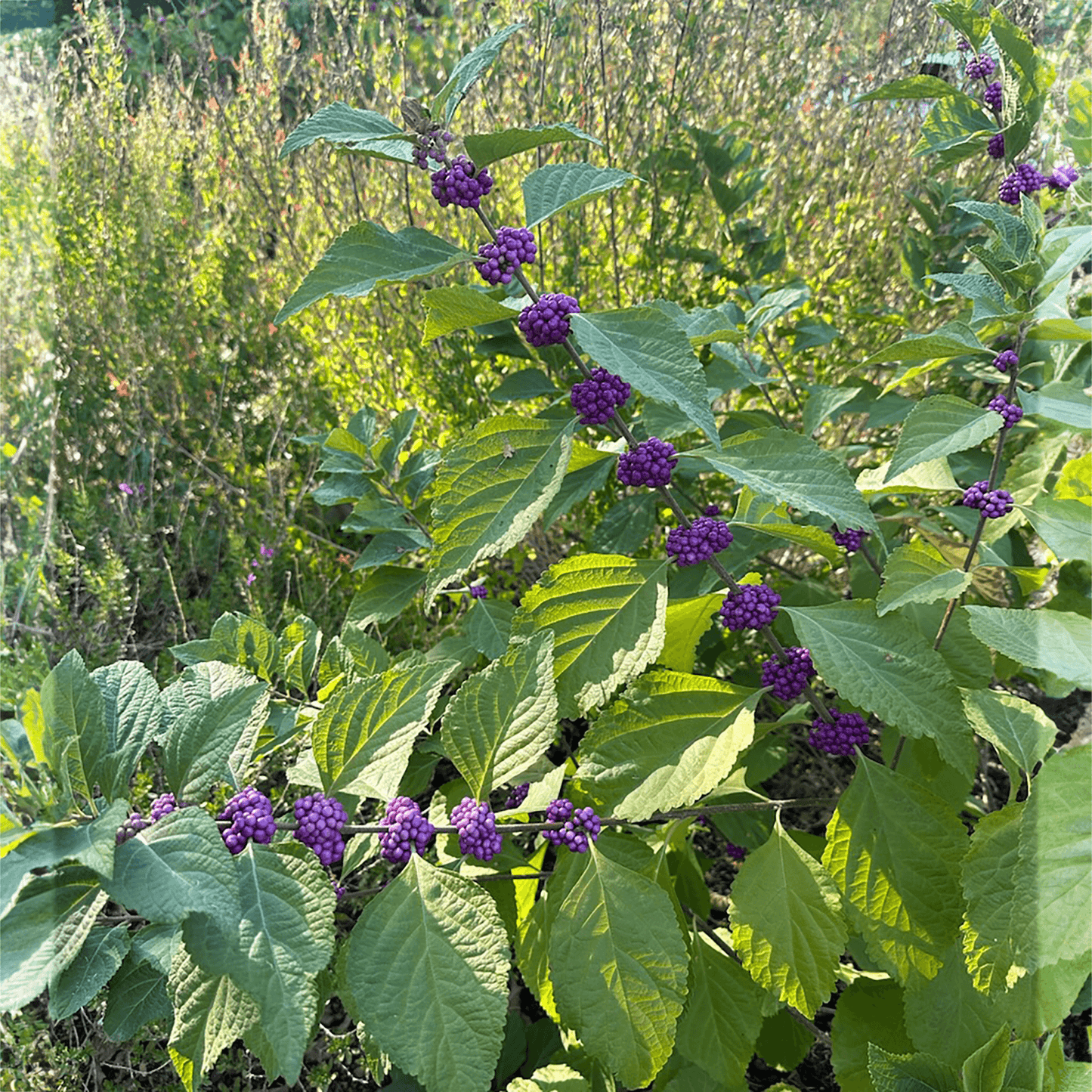 biozomeplus and texas native plants