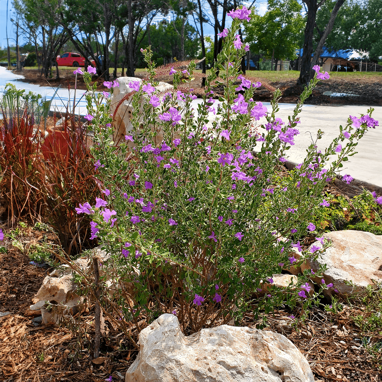 biozomeplus works on native plants