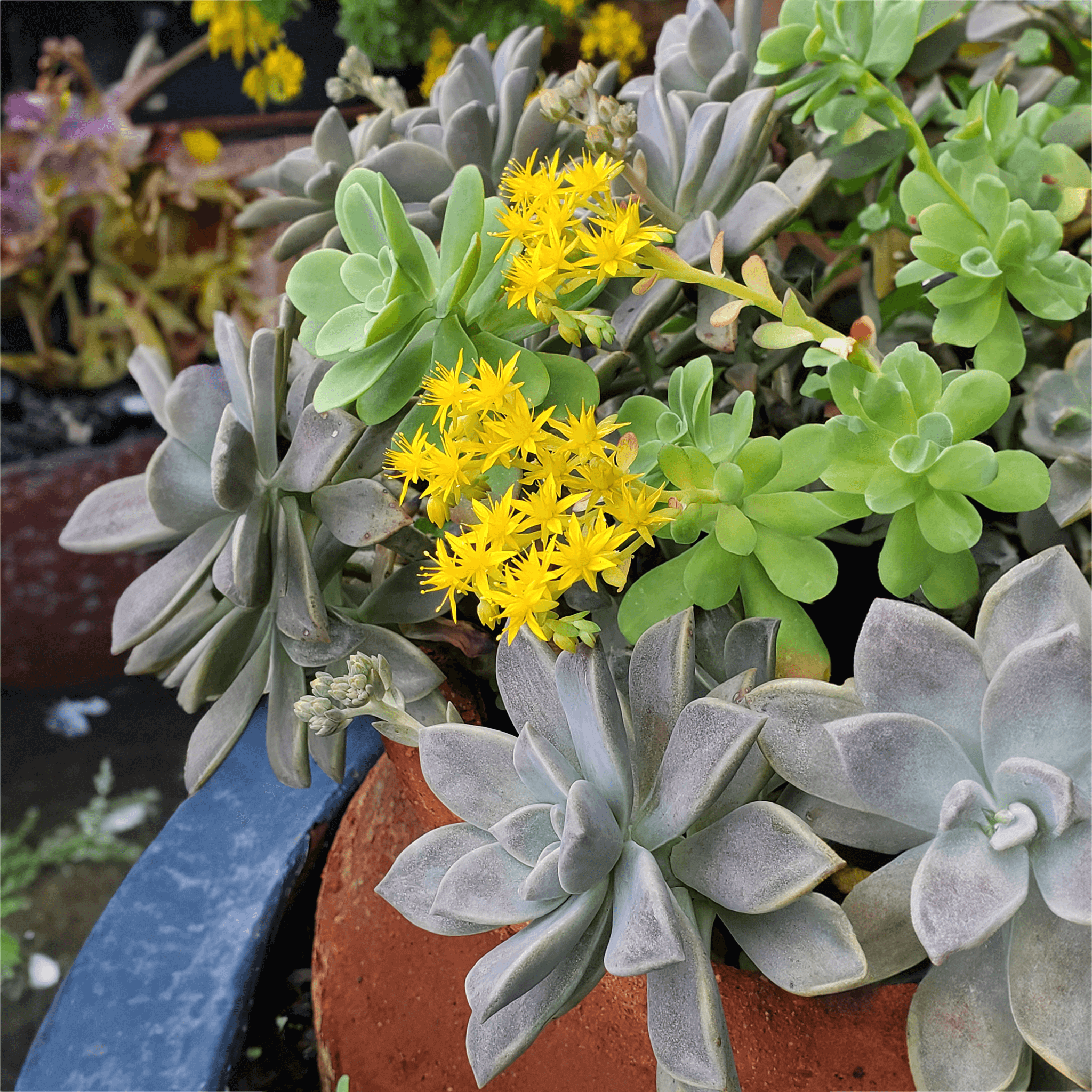 succulents grown with biozomeplys