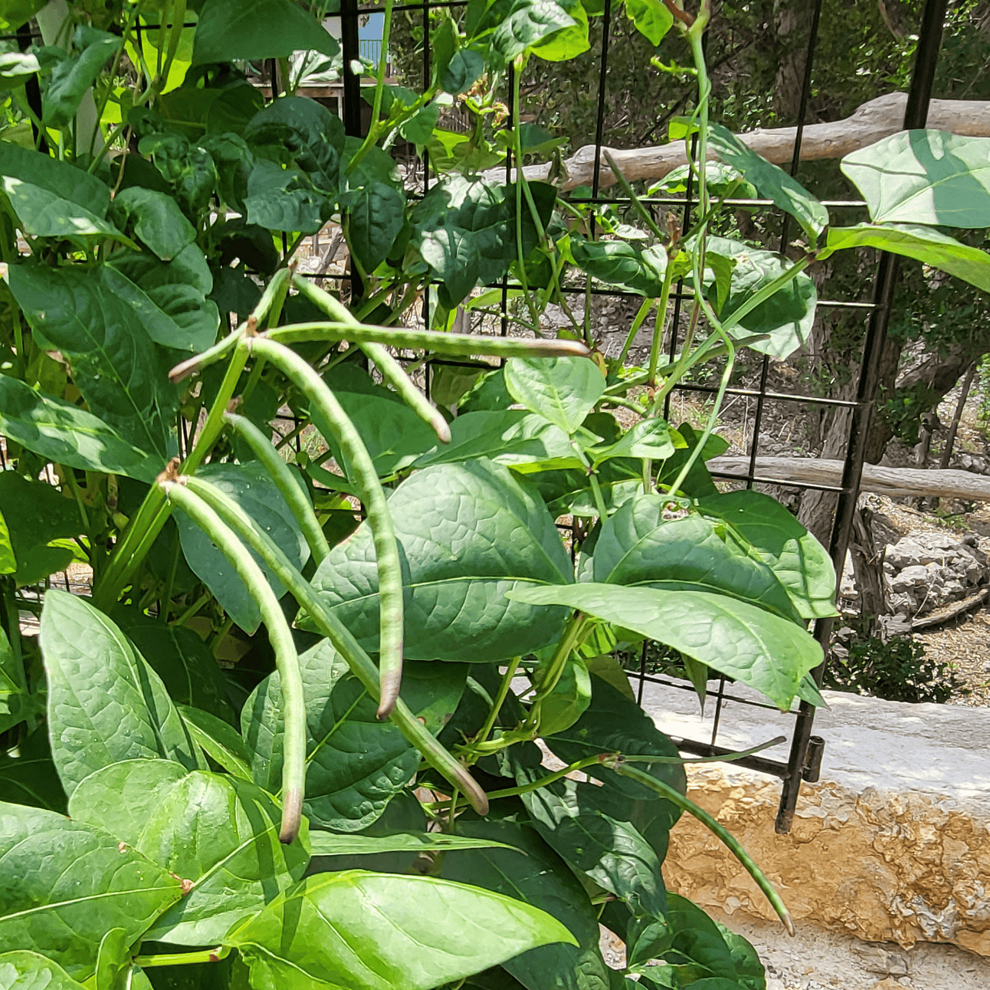 beans grown in organic soil using biozomeplus
