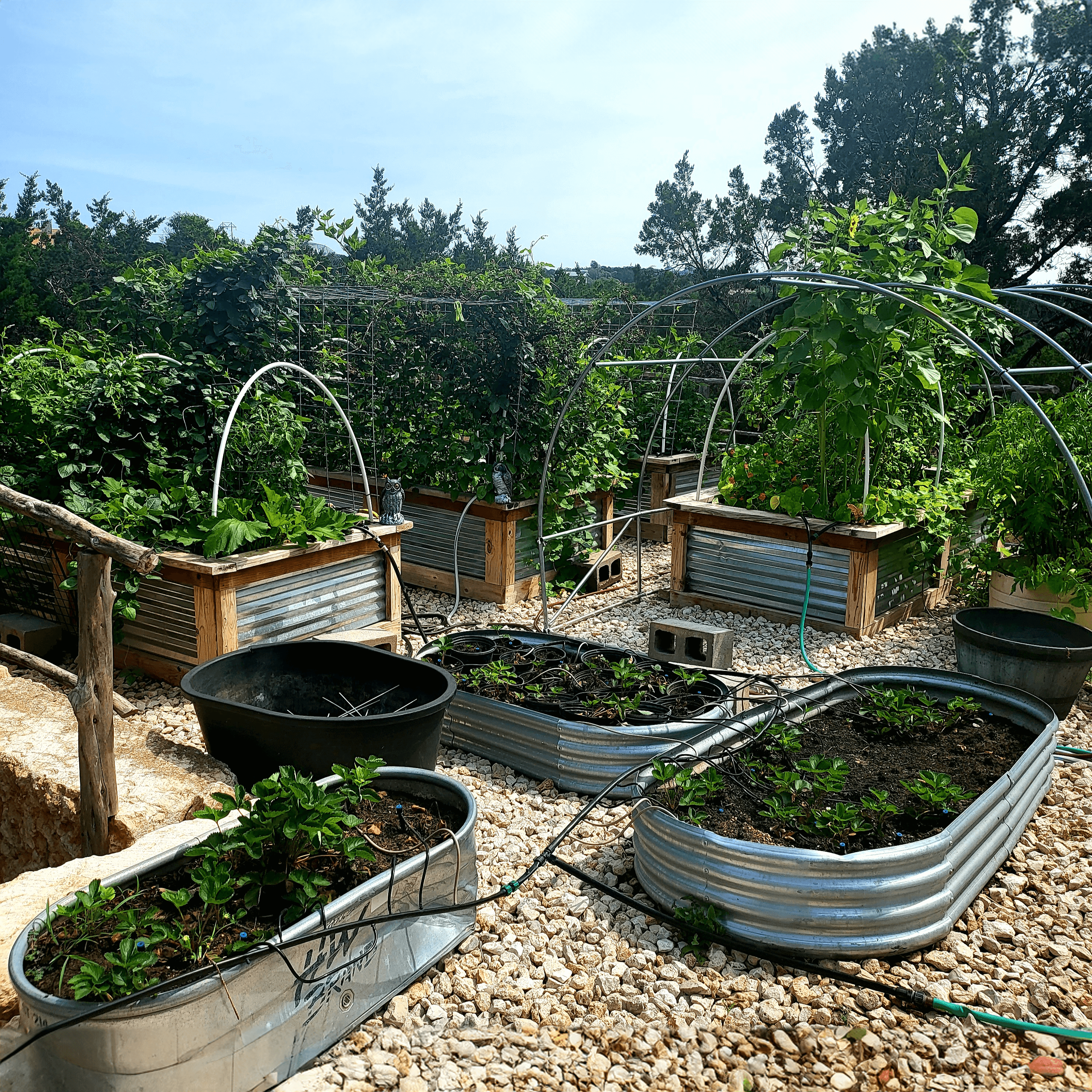 biozomeboost test gardens
