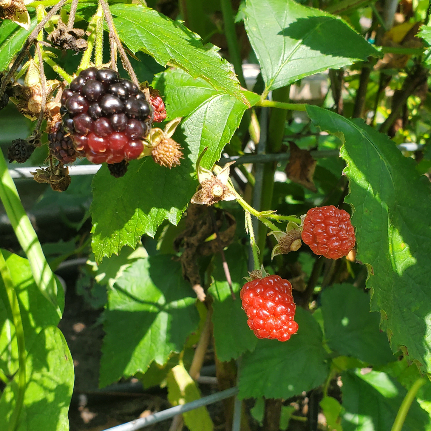 blackberries grown with biozomeboost