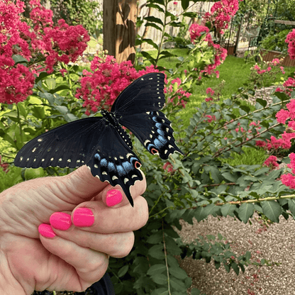 biozomeplus is safe for butterflies