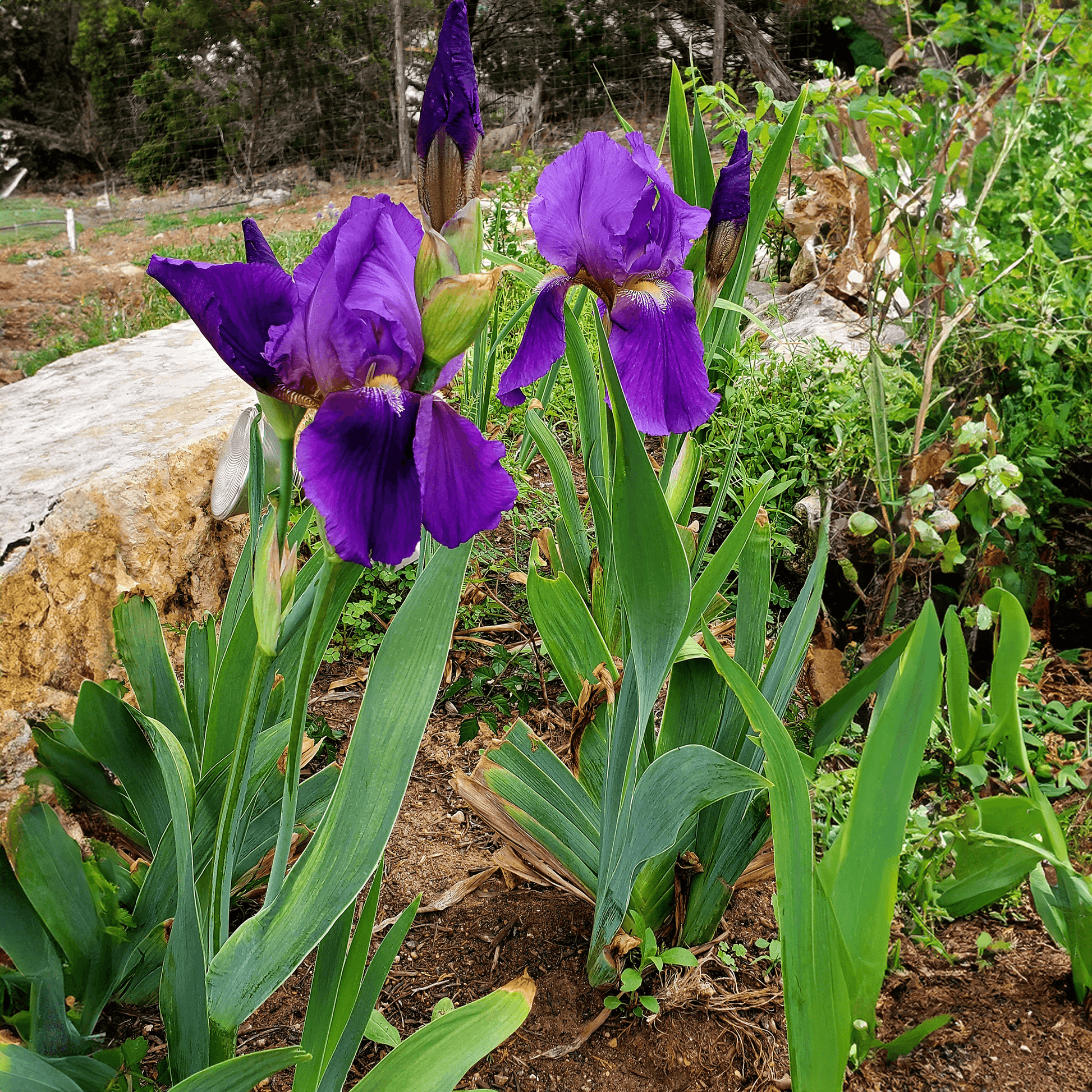 iris plant grown with biozomeplus