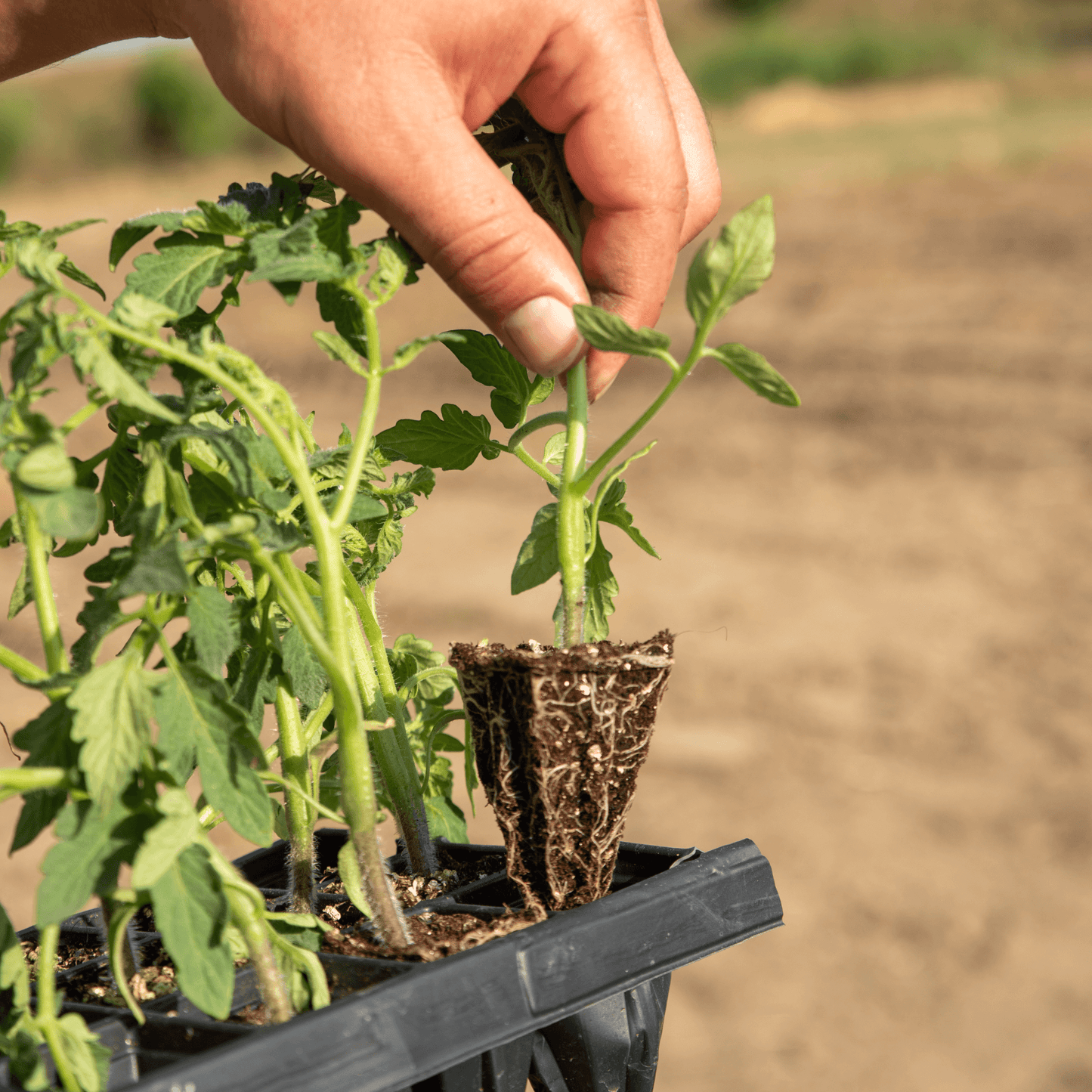 planting tomato seedlings with biozomeboost